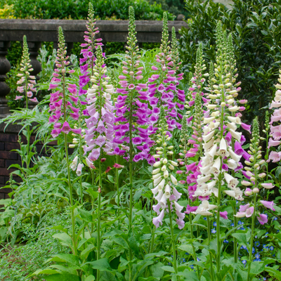 Roter Fingerhut (Digitalis purpurea) 'Purpurea'