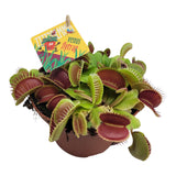 Livraison plante Dionaea Muscipula