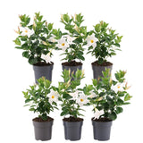 Livraison plante Dipladenia blanc x 6