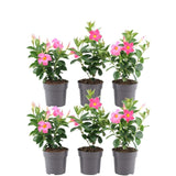 Livraison plante Dipladenia rose x 6