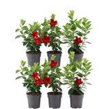 Livraison plante Dipladenia rouge x 6