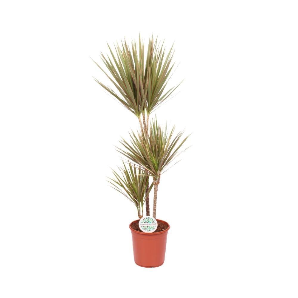 Livraison plante Dracaena Bicolor