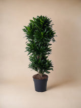 Livraison plante Dracaena Compacta