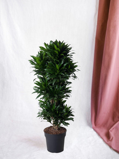 Livraison plante Dracaena Compacte ramifié - 140 cm - ø31