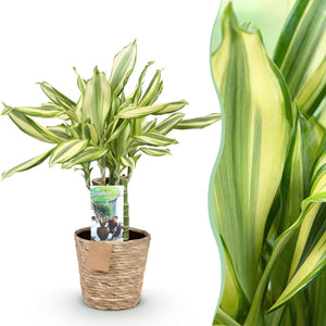 Livraison plante Dracaena Diamond Dream et panier H50 cm