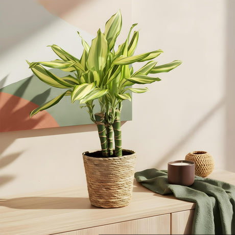 Livraison plante Dracaena Diamond Dream et panier H50 cm