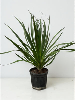 Livraison plante Dracaena Draco