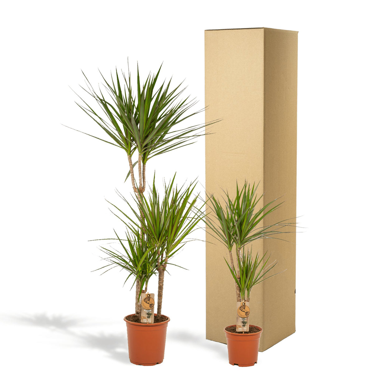 Livraison plante Dracaena duo de plantes h120cm