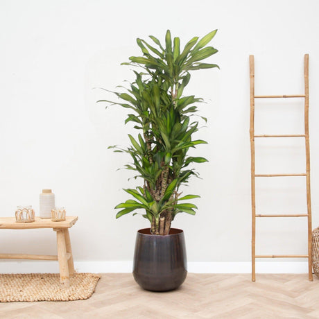 Livraison plante Dracaena Eve