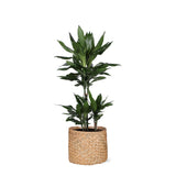 Livraison plante Dracaena Janet Lind et son pot