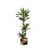 Livraison plante Dracaena Janet Lind et son pot