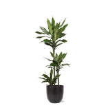 Livraison plante Dracaena Janet Lind et son pot