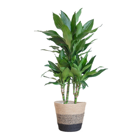 Livraison plante Dracaena Janet Lindt et son pot