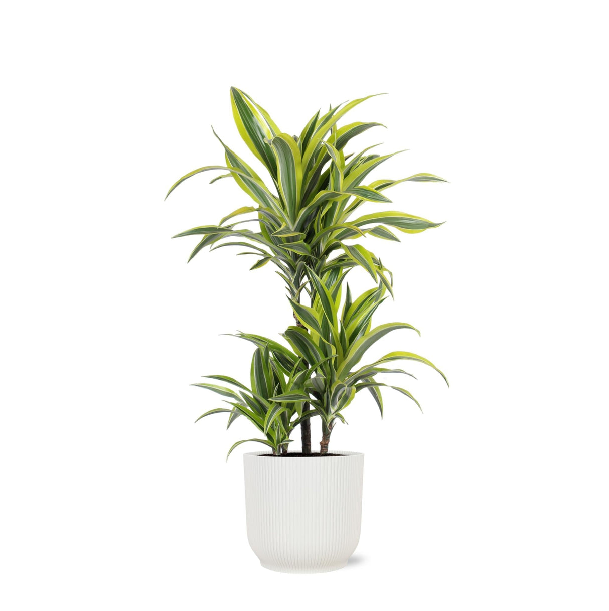 Livraison plante Dracaena Lemon Lime et son pot