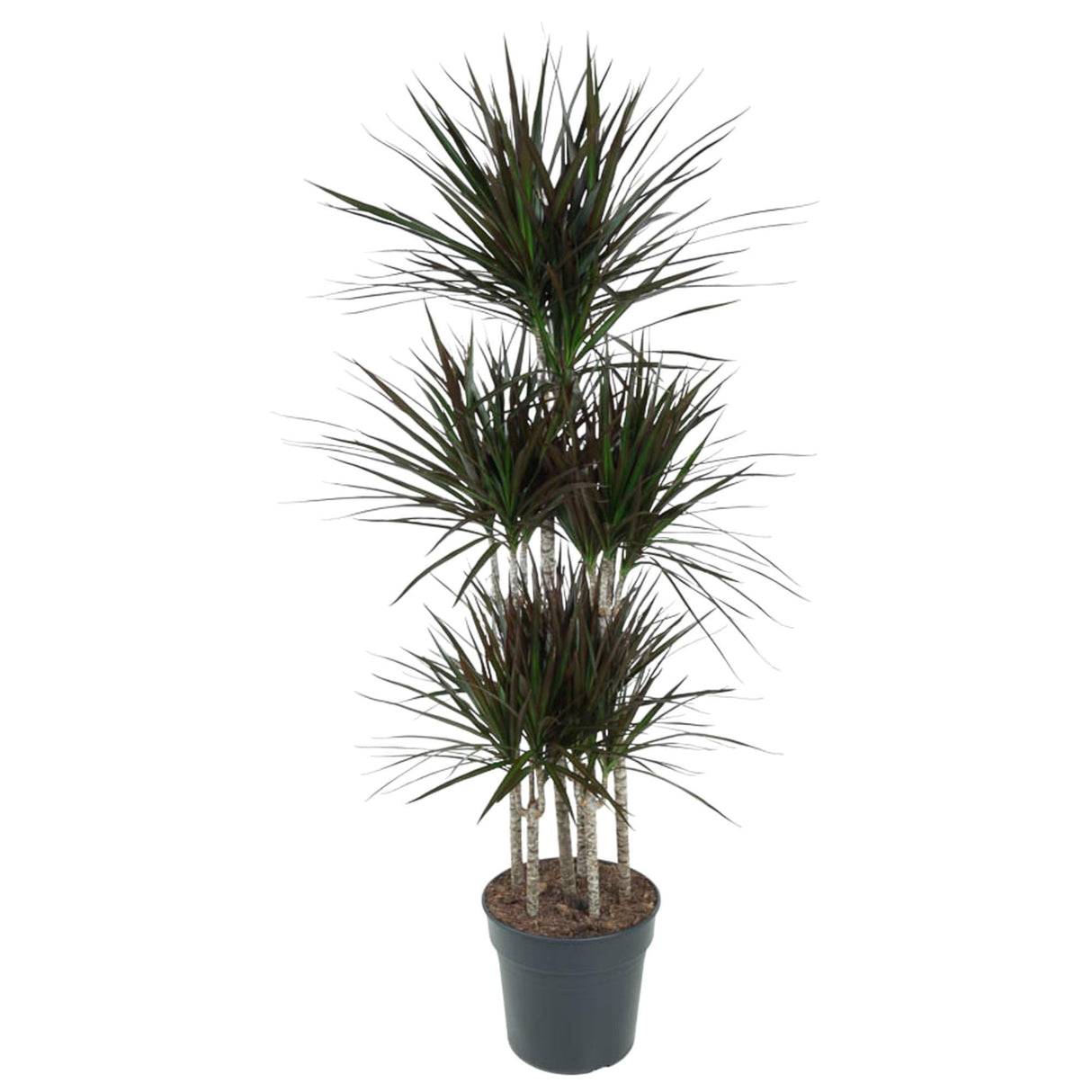 Livraison plante Dracaena Magenta Carrousel - 150cm - ø31