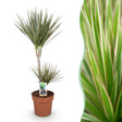 Livraison plante Dracaena Marginata Bicolor