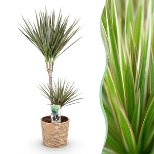 Livraison plante Dracaena Marginata Bicolor – Pot 21 cm – H90 - 100 cm