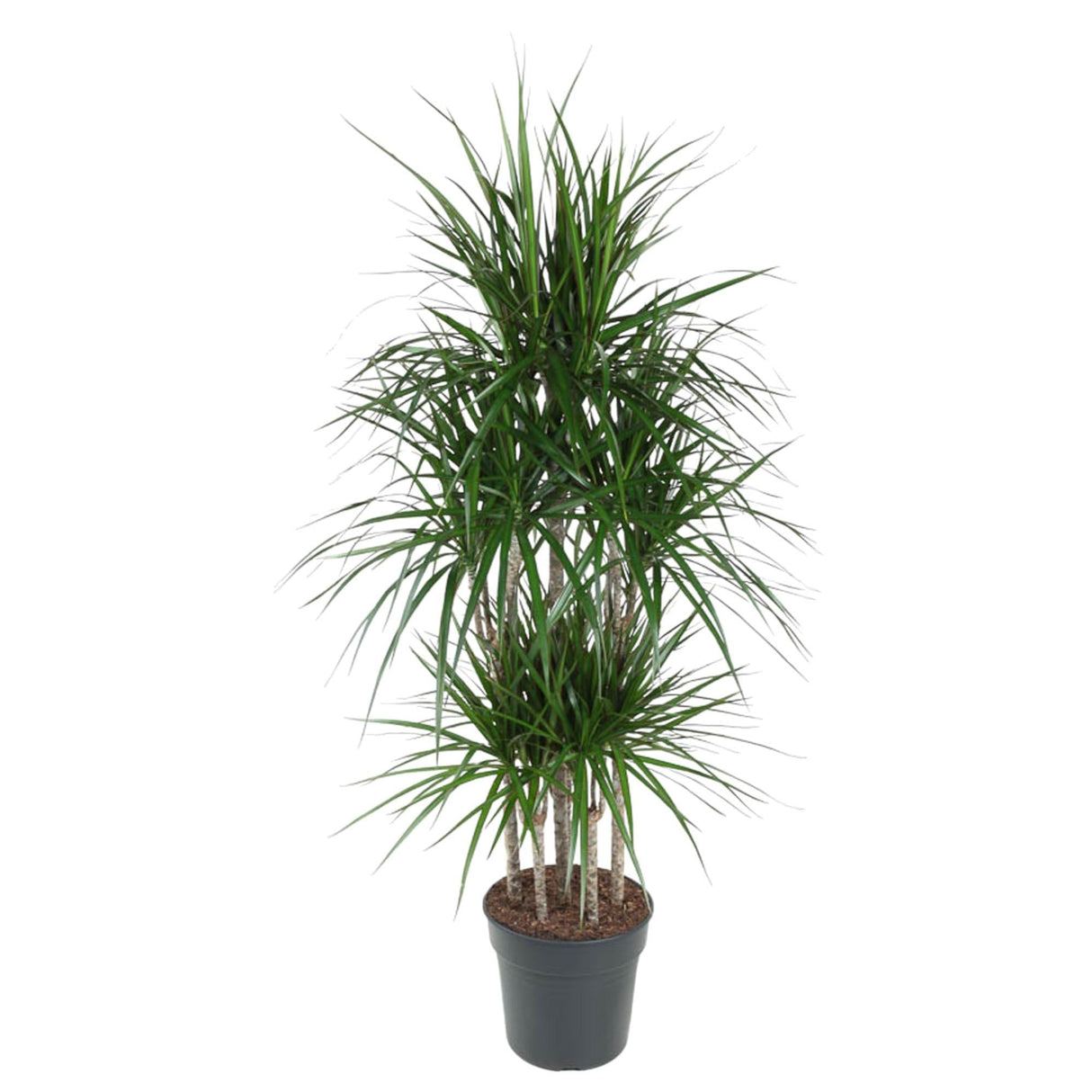 Livraison plante Dracaena Marginata Carrousel - 160 cm - ø31