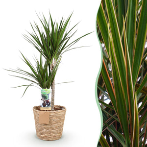 Livraison plante Dracaena Marginata et pot H95 cm
