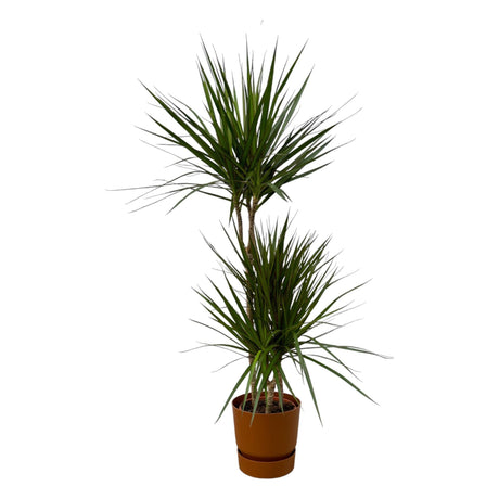 Livraison plante Dracaena Marginata et son pot