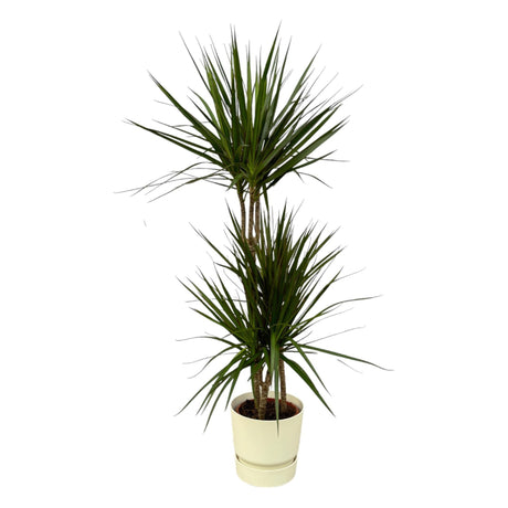 Livraison plante Dracaena Marginata et son pot