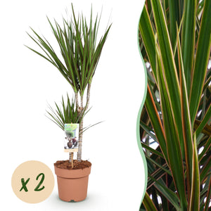 Livraison plante Dracaena Marginata – Lot de 2 – Hauteur 70 - 80 cm