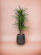 Livraison plante Dracaena Riki