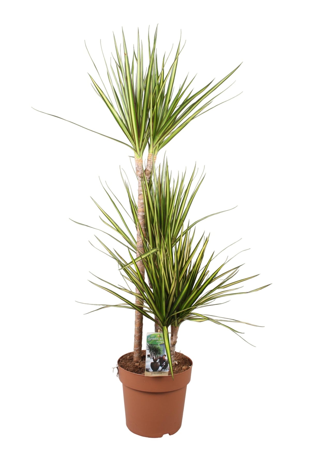 Livraison plante Dracaena 'Sunray'