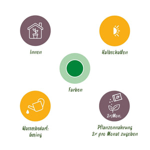 Livraison plante Dracaena surculosa – Lot de 1 – Pot 17 cm – Hauteur 60 - 70 cm