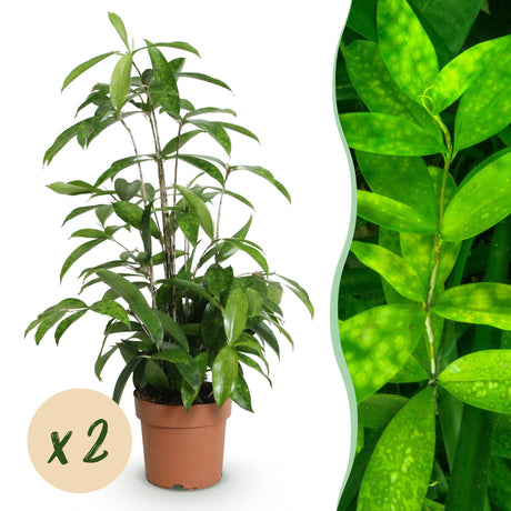 Livraison plante Dracaena surculosa – Lot de 2 – Hauteur 60 - 70 cm