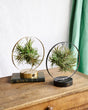 Livraison plante Duo de Tillandsia socle Led Edition