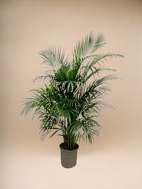 Livraison plante Dypsis Lutescens (Areca palmier) 160 cm - ø24