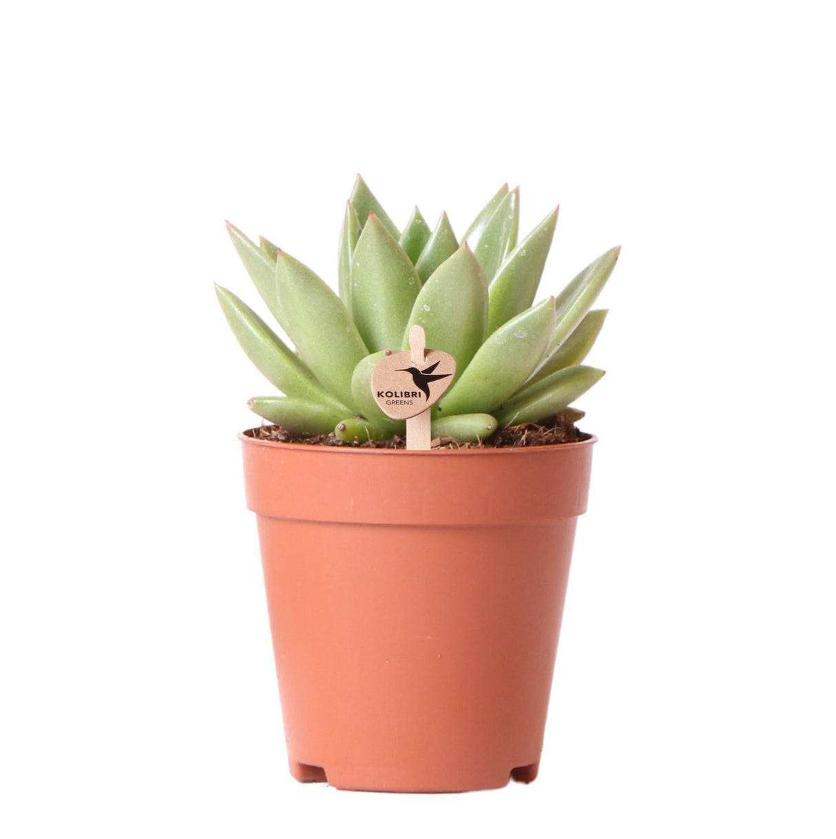 Livraison plante Echeveria Miranda h13cm - plante grasse d'intérieur