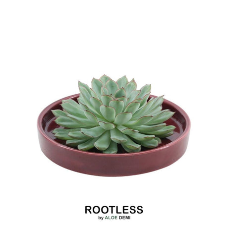 Livraison plante Echeveria Pulidonis Sans Racines