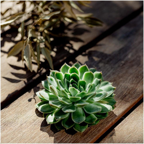 Livraison plante Echeveria Pulidonis Sans Racines