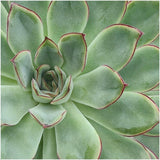 Livraison plante Echeveria Pulidonis Sans Racines - Collectionneur de Dessus de Table