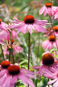 Purpur-Sonnenhut (Echinacea purpurea) 'Magnus'