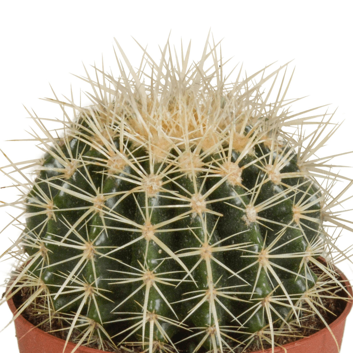 Livraison plante Echinocactus Grusonii - cactus d'intérieur