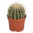 Livraison plante Echinocactus Grusonii - cactus d'intérieur