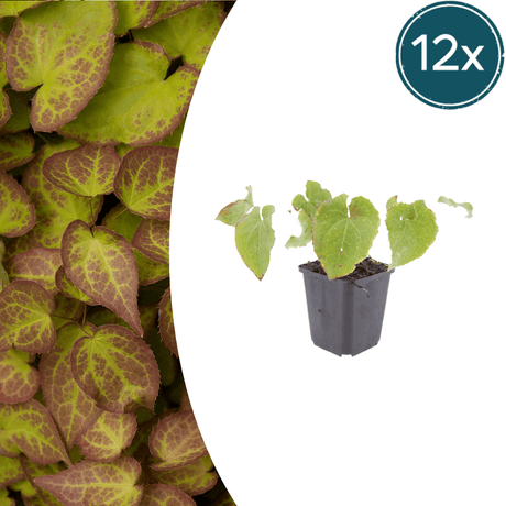 Livraison plante Epimedium