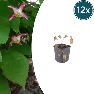 Livraison plante Epimedium rubrum