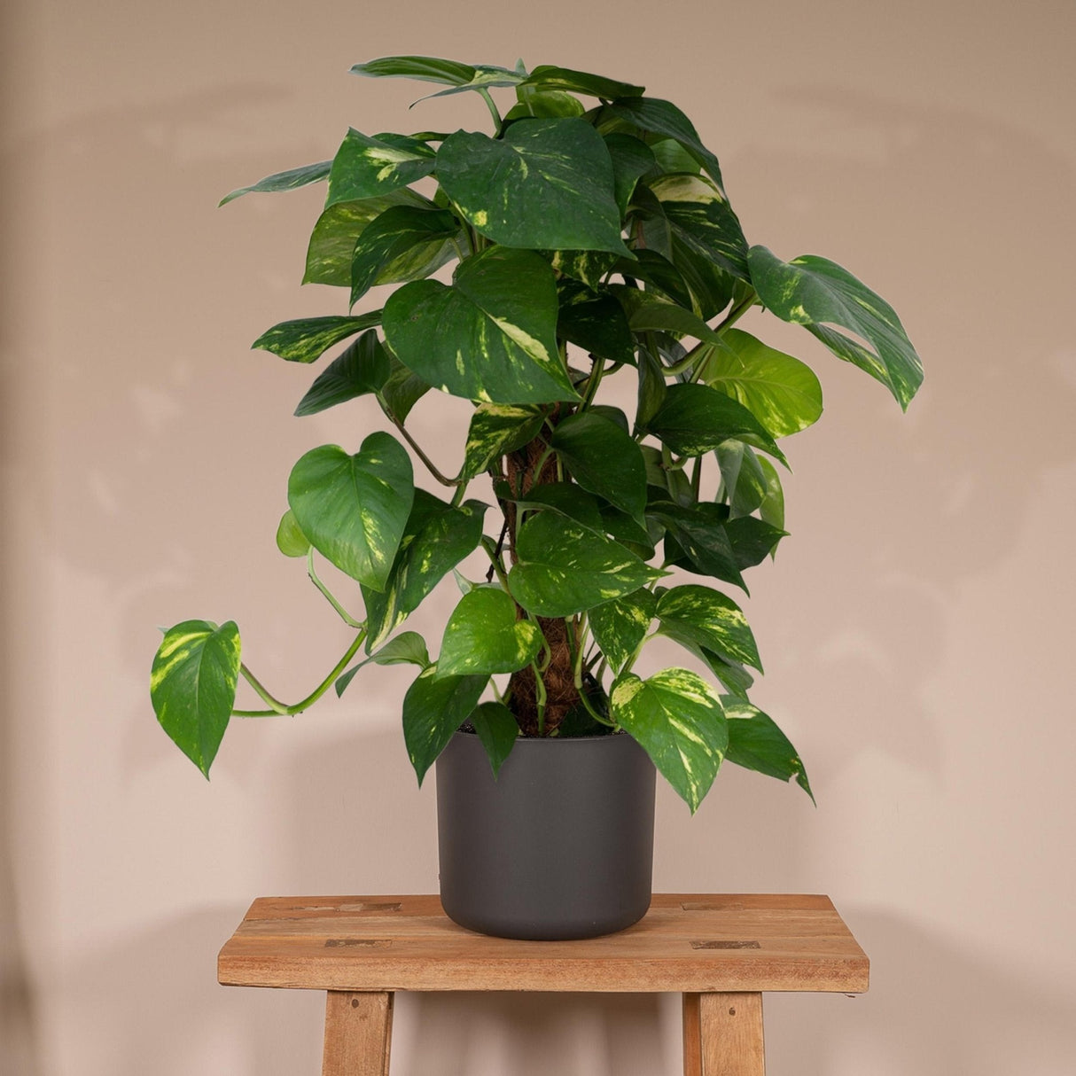 Livraison plante Epipremnum Aureum et son tuteur h60cm