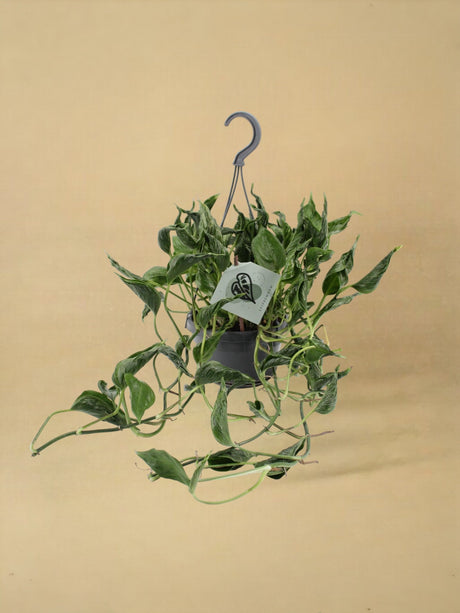 Livraison plante Epipremnum Pinnatum Aureum Shangri - La