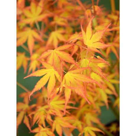 Livraison plante Erable du japon - Acer palm. 'Katsura' - ↨40cm - Ø19cm