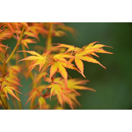 Livraison plante Erable du japon - Acer palm. 'Katsura' - ↨40cm - Ø19cm