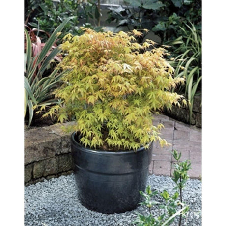 Livraison plante Erable du japon - Acer palm. 'Katsura' - ↨40cm - Ø19cm