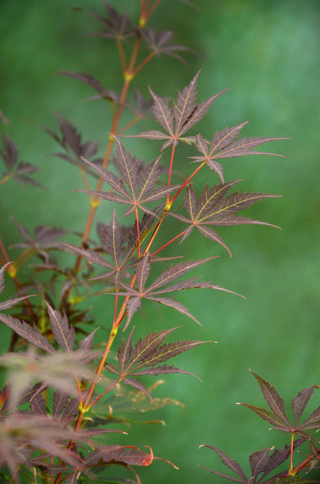 Livraison plante Erable du japon - Acer palm. 'Sumi - nagashi' - ↨130cm - Ø30cm - plante d'extérieur