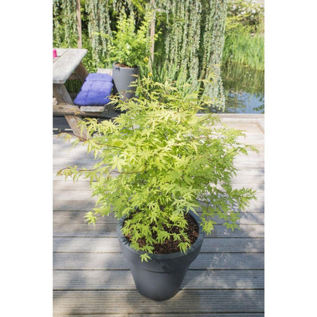 Livraison plante Erable du japon 'Anne Irene'® - ↨40cm - Ø19cm - plante d'extérieur