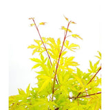 Livraison plante Erable du japon 'Anne Irene'® - ↨40cm - Ø19cm - plante d'extérieur