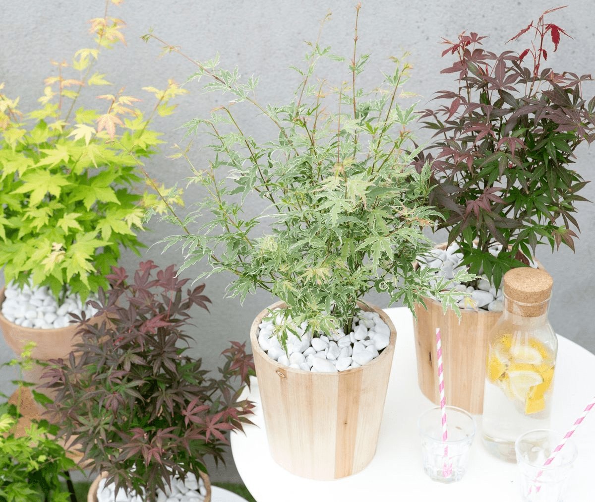 Livraison plante Erable du japon 'Butterfly' - ↨40cm - Ø19cm - plante d'extérieur